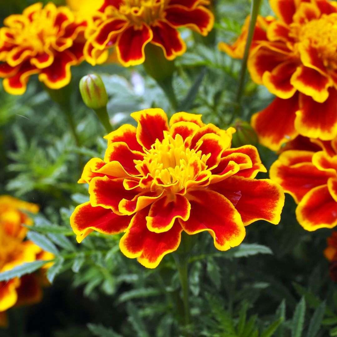 Marigolds